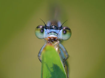 Close-up of damselfly on leaf