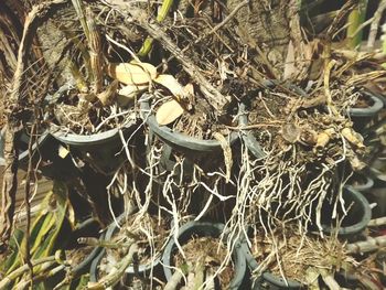 Close-up high angle view of plants