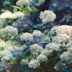 Close-up of white flowering plants