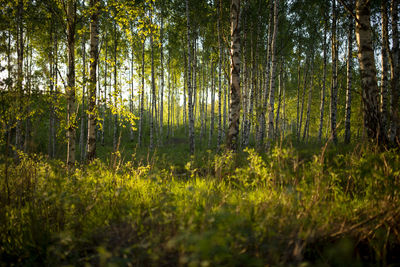 Trees in forest