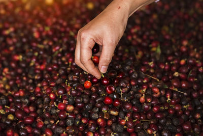 Midsection of red berries