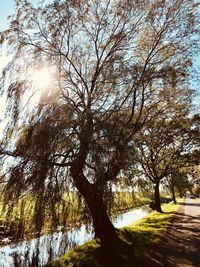 Low angle view of trees against sky