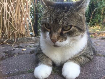 Close-up portrait of a cat