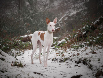 Portrait of dog standing on snow