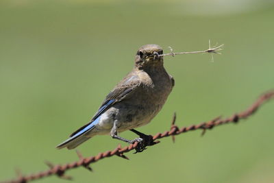 Close-up of bird perching on twig