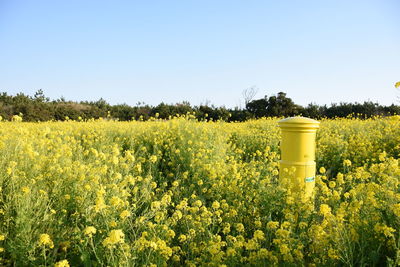 Scenic view of oilseed rape field against clear sky