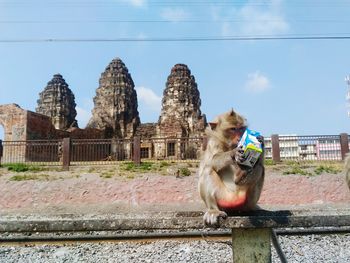 Close-up of monkey against sky