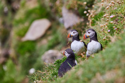 Fratercula puffin in saltee island ireland. in the process of migration 