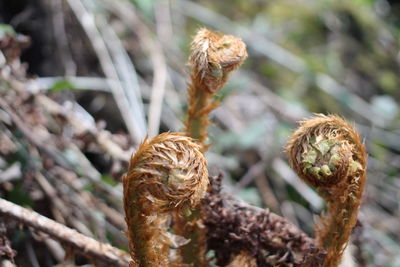 Close-up of dried plant