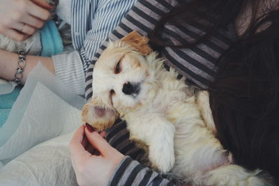 Close-up of hands holding dog