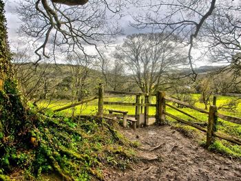 Trees in field