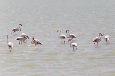 Flock of birds in lake