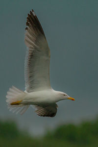 bird