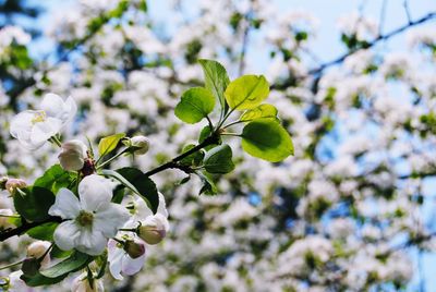 Close-up of fresh flowers on tree