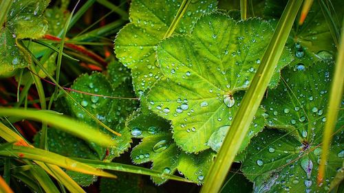 Close-up of raindrops on green leaves