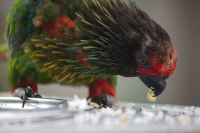 Close-up of rooster in water