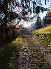 Road amidst trees and plants