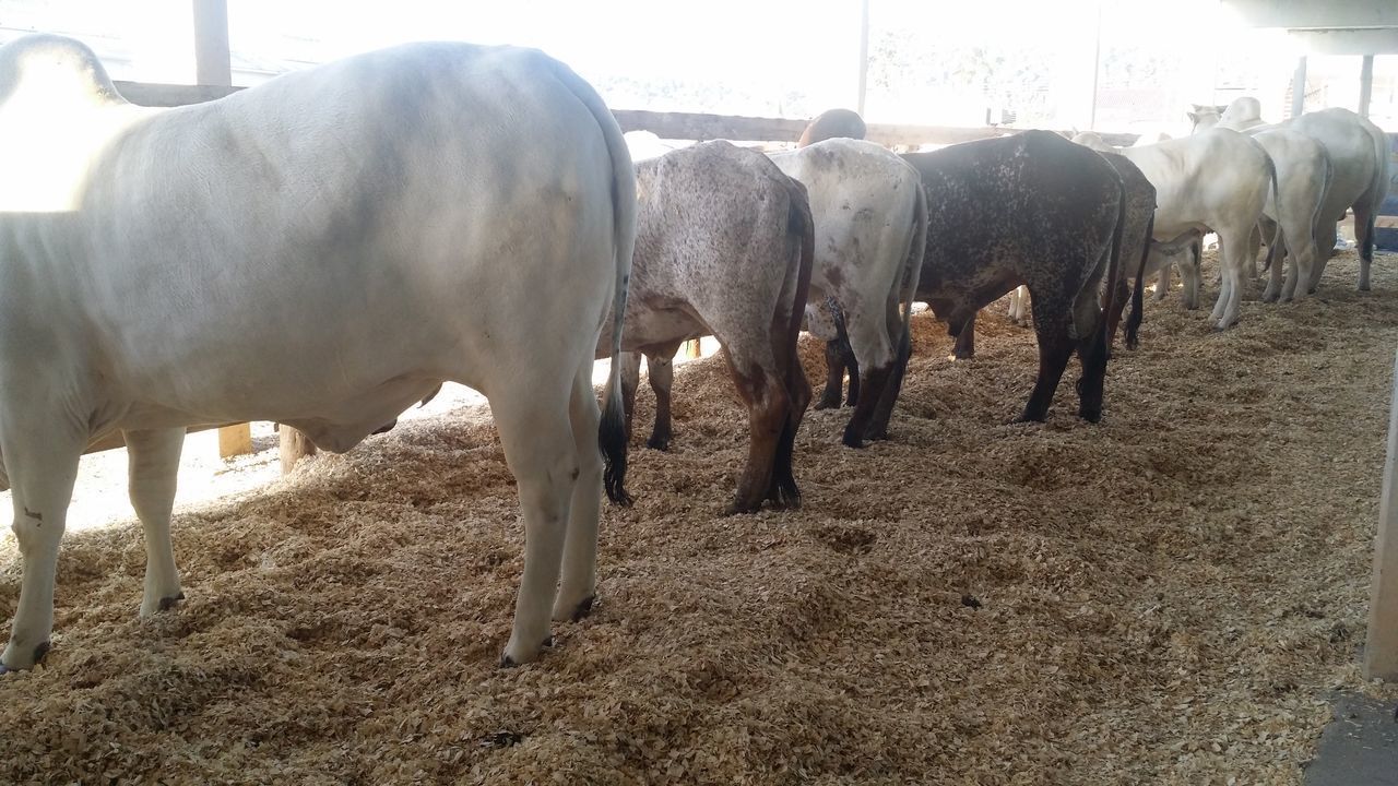 HERD OF COWS IN FIELD