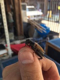 Close-up of hand holding insect