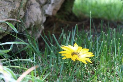 Close-up of yellow flower on field