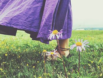 Plants growing on grassy field