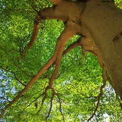 Low angle view of tree in forest