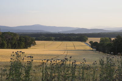 Scenic view of field against sky