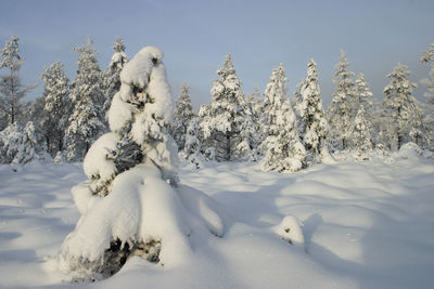 Snow covered trees on field against sky