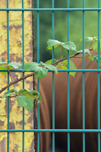 Close-up of plants on metal fence