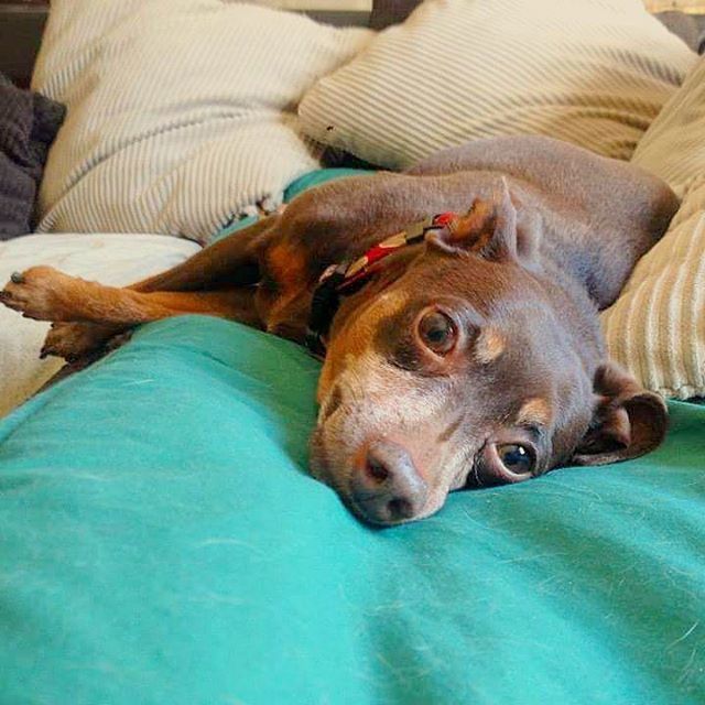 domestic animals, pets, animal themes, one animal, mammal, dog, indoors, relaxation, resting, lying down, portrait, looking at camera, animal head, sofa, bed, high angle view, comfortable, relaxing, close-up, no people