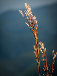 Close-up of wheat growing on field against sky