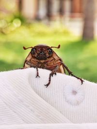 Close-up of an insect on dog