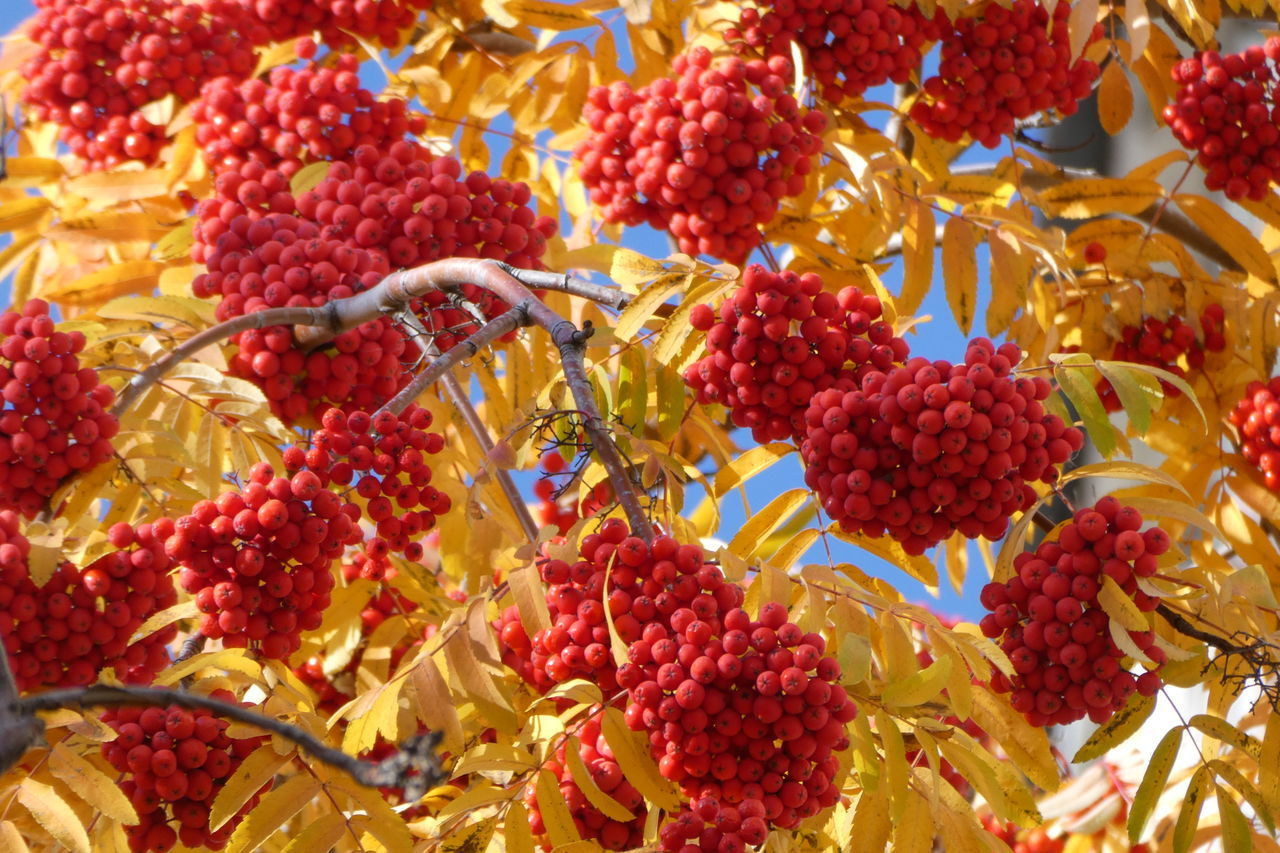 CLOSE-UP OF STRAWBERRIES