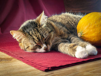 Close-up of cat sleeping