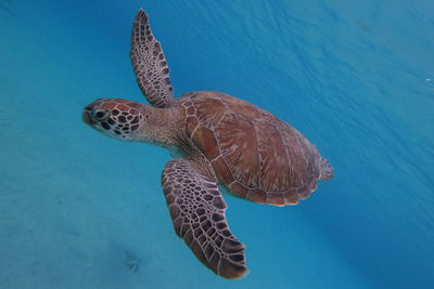 Close-up of turtle swimming in sea