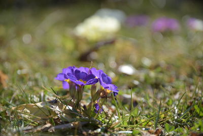 Close-up of purple crocus flowers on field