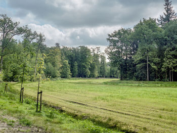 Scenic view of trees on field against sky