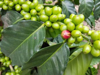 Close-up of coffee beans