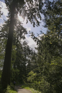 Trees in forest against sky