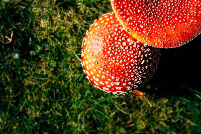 Close-up of fly agaric mushroom