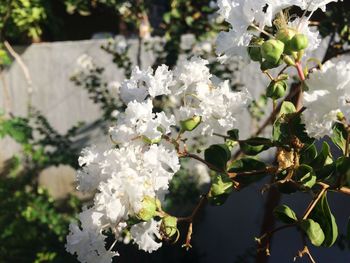 Close-up of white flowers