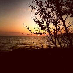 Silhouette of trees at sunset