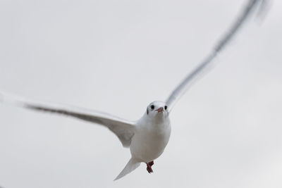 Low angle view of seagull flying in sky