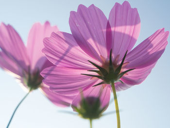 Close-up of pink cosmos flower against sky