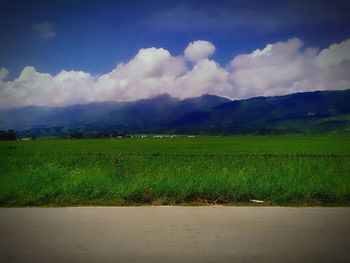 Scenic view of wheat field against sky