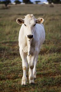 Portrait of cow standing on field