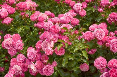 High angle view of pink flowering plants