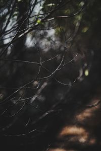 Close-up of plant against sky at night