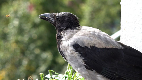 Close-up of bird perching on a tree