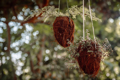 Close-up of plant in nest